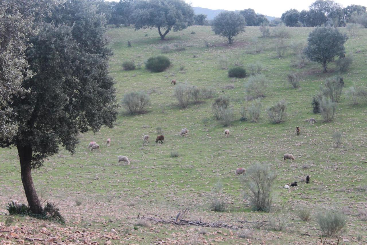 Casa Rural La Coscoja Mérida Exteriör bild